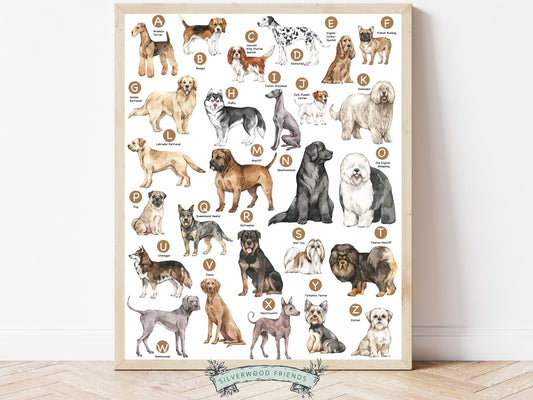 Our Dog Breed Alphabet Poster is the perfect addition to any dog lover's home decor or as an educational print in a child's bedroom! This beautifully designed poster features 26 charming illustrations, each representing a different dog breed.